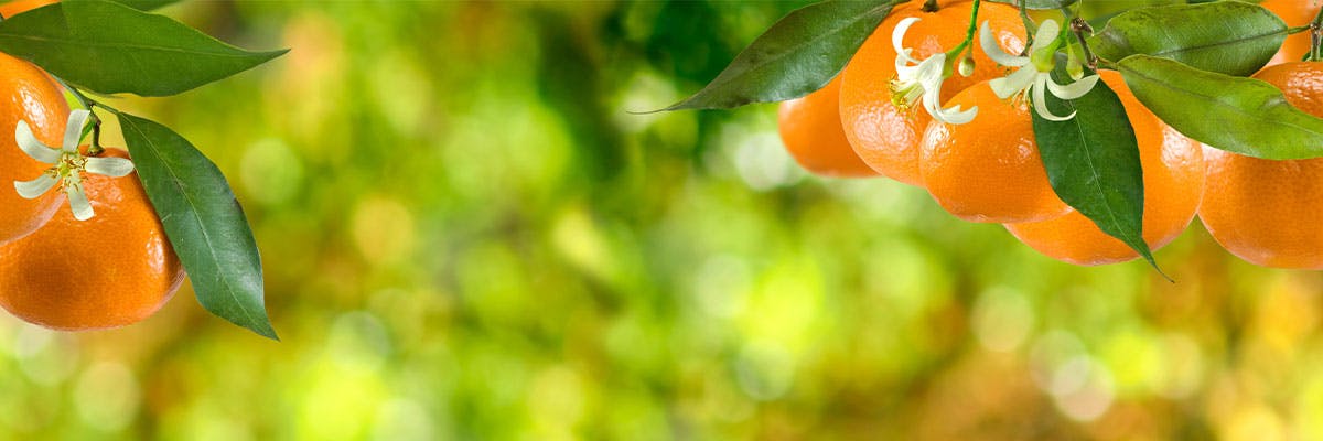 Citrus Marvels: Mandarins, the Nature's Vitamin C Bounty
